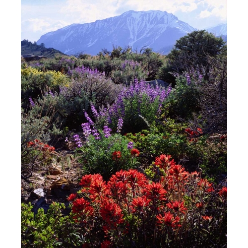 California, Sierra Nevada, Wildflowers